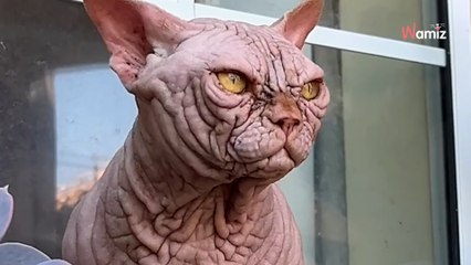 La popularité croissante du chat de race XL Bully inquiète les scientifiques et les associations de protection animale