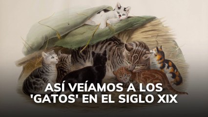 Así veíamos los gatos en el siglo XIX