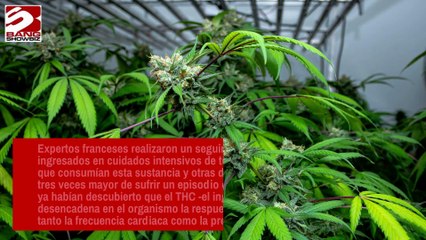 Los fumadores de cannabis tienen el triple de probabilidades de sufrir un infarto o un derrame cerebral