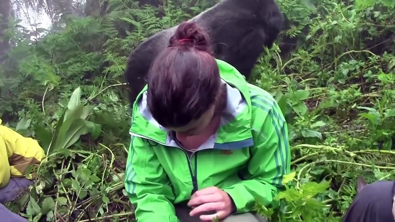 Silverback Mountain Gorilla in land of a thousand hills (Rwanda)