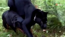 Rottweiler geht spazieren: Plötzlich kommt ein Panther angeschossen (Video)