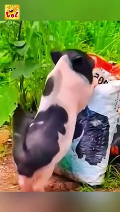 LOL Guaranteed! The Funniest Videos You'll Watch All Day