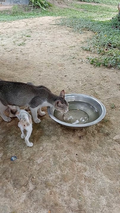 Have you ever seen cats drinking water?