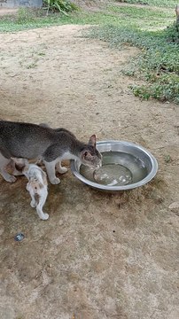 Have you ever seen cats drinking water?