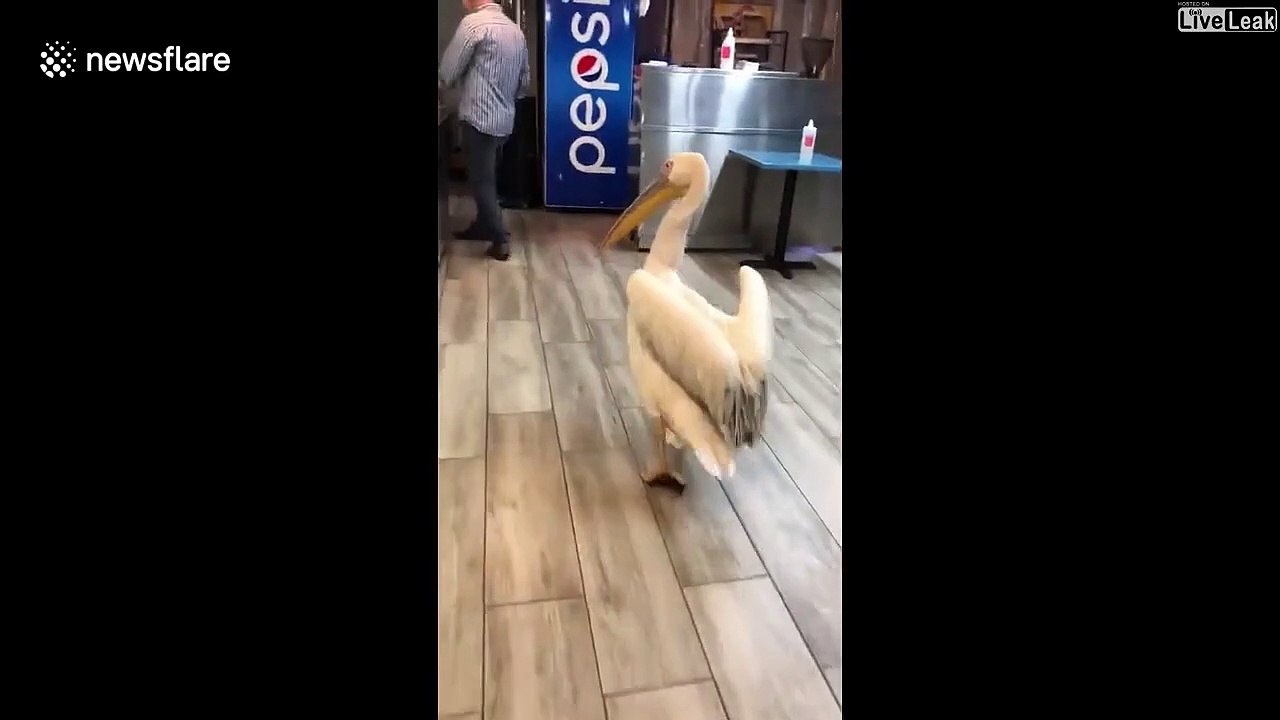 Ce pélican entre au restaurant pour demander à manger
