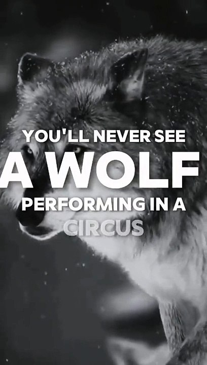 Live Like A Wolf _ Denzel Washington Best Motivation