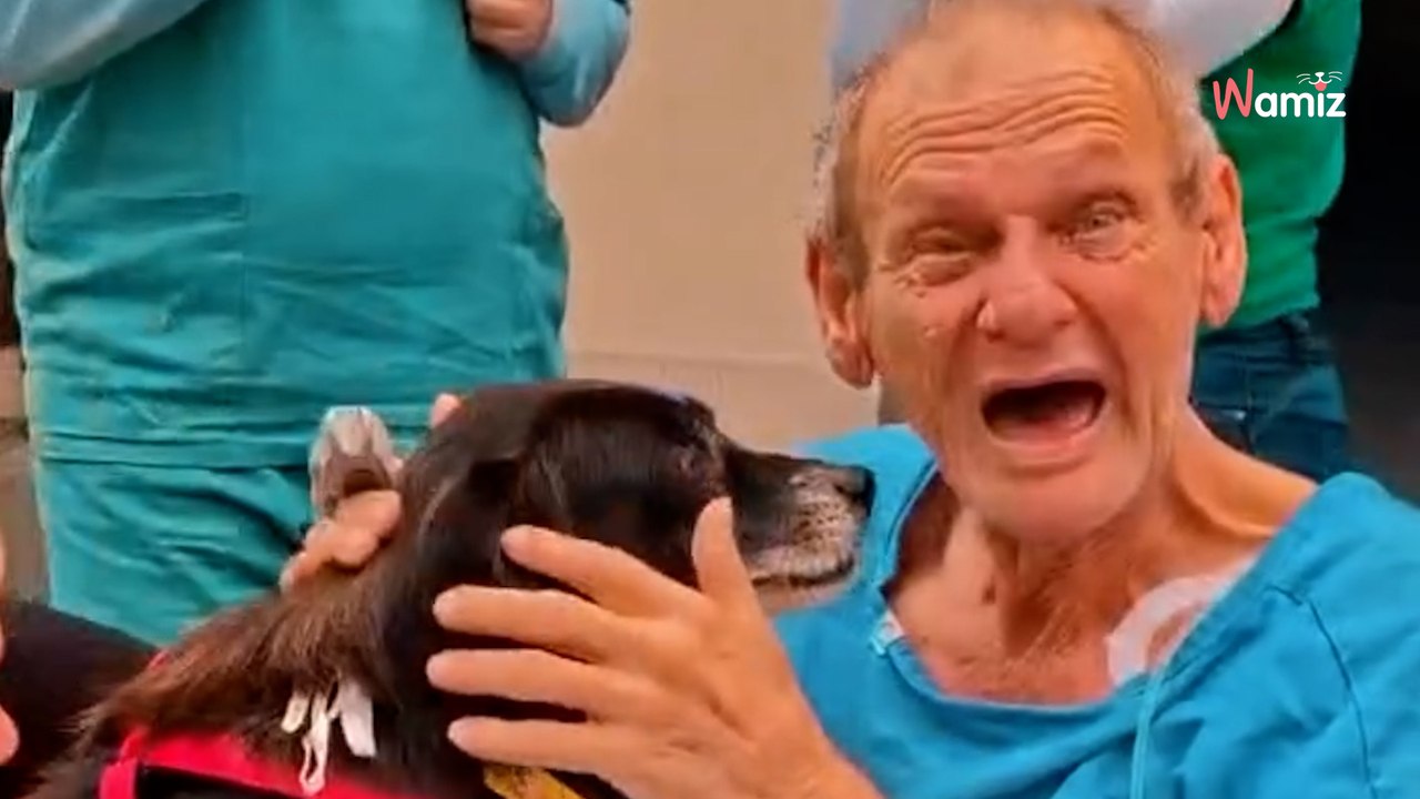 Video. Un uomo malato viene ricoverato in ospedale. Settimane dopo, ritrova il suo cane: la scena è commovente