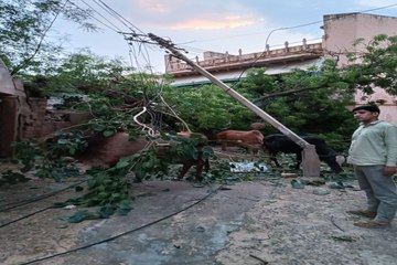 कुचेरा में बारिश व अंधड़ से पेड़ धराशायी