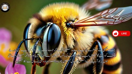 Complacency\flattery is a bad call |خوشامد بری بلا ہے |Interesting story