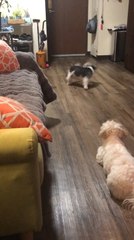 Little Dog Spins in Circles Trying to Catch Tail