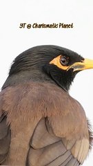 The Indian Myna: Adaptable and Vocal Bird of South Asia"