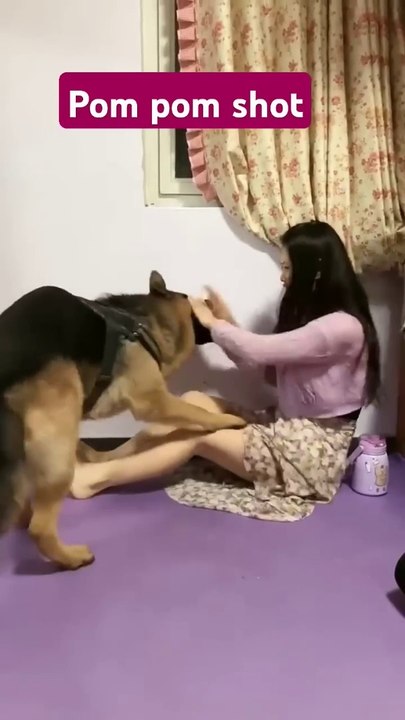 Daily motion shorts training broke the guidelines _smart pets _funny _funny pets _funny animals _funny_animal #short