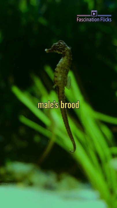 The Amazing Role of Male Seahorses in Childbirth!