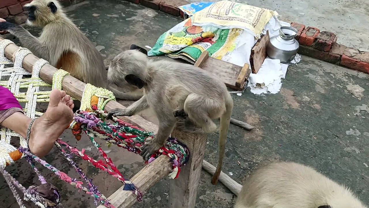 Cute baby monkey with mother