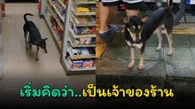 น้องหมาเซเว่นฯ เดี๋ยวนี้มีพัฒนาเริ่มหยิบของเอง โดยไม่บอกแล้วจ้า
