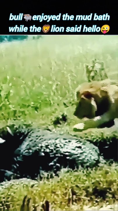 Bullvs lion | lion attack | lion vs baffalo | #trending #animal #viralvideo