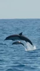 Baby dolphin sighting!! BabyAnimals Shorts