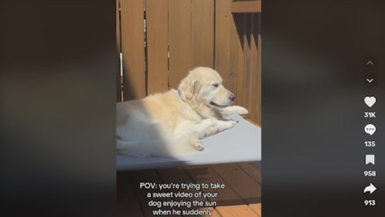 El "dulce vídeo" de una mujer tomando el sol con su Golden Retriever se vuelve en su contra