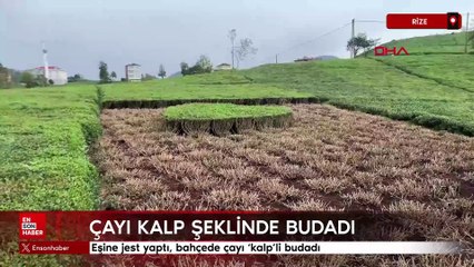 Rize'de eşine jest yaptı, çayı kalp şeklinde budadı