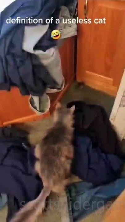 Cat Funny Video #12 (10-22-2024)