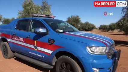 Kilis'te Zeytin Bahçelerine Jandarma Koruması