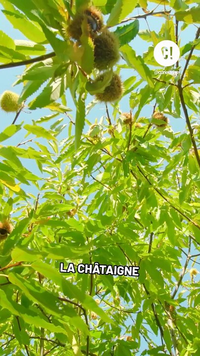 Comment différencier les châtaignes et les marrons ?