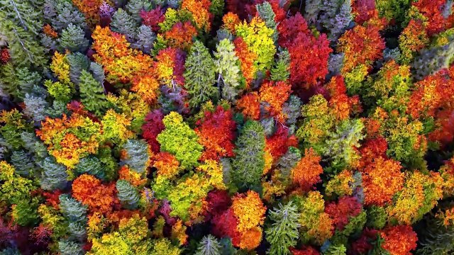 Colori e sfumature magiche: il foliage visto dal drone sulle pendici del monte Roen