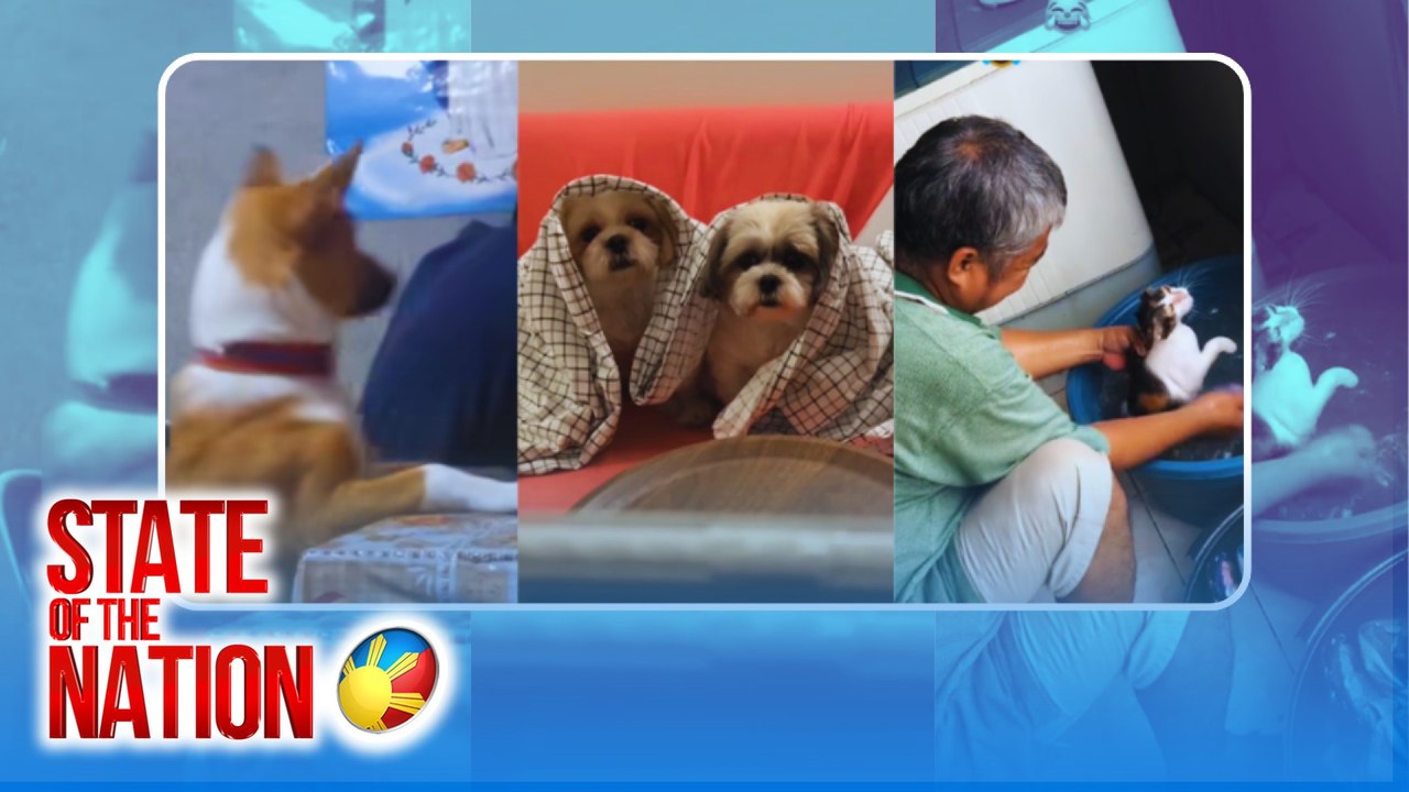 ASPIN na nagtampo, mga Shih Tzu na movie lovers, at pusang galit, kinaaliwan online | SONA