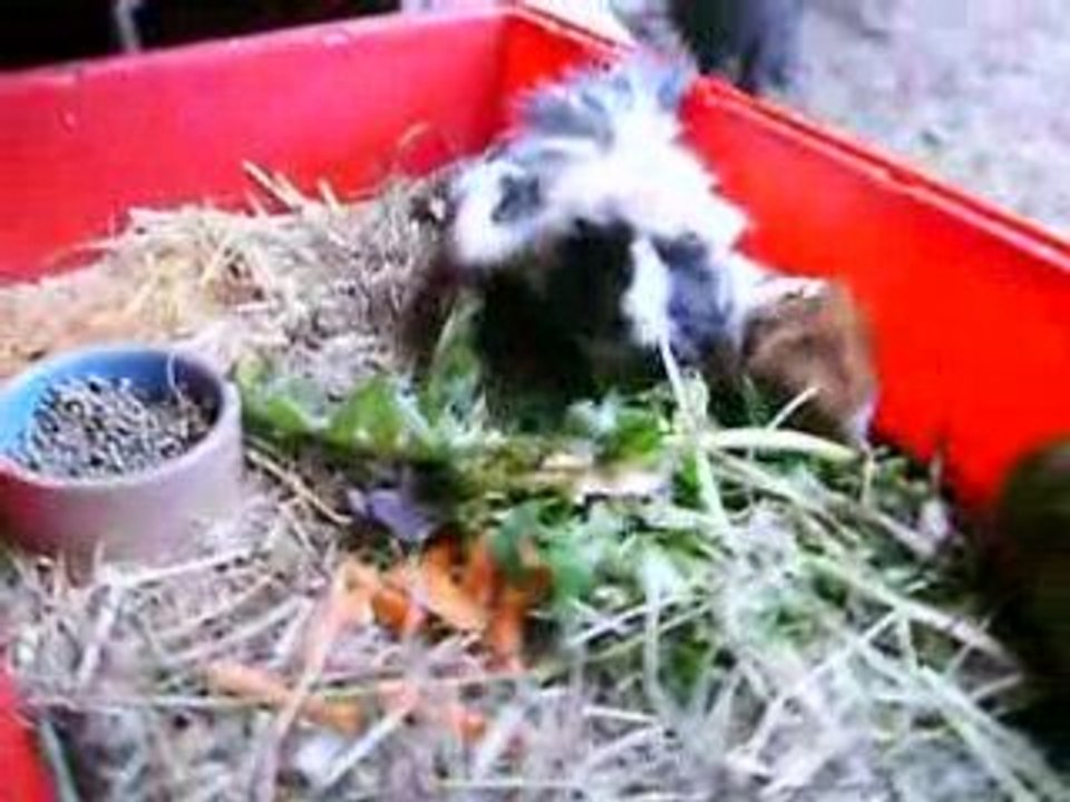 Vidéo luciole et azalée