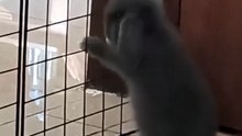 bunny squished by fence