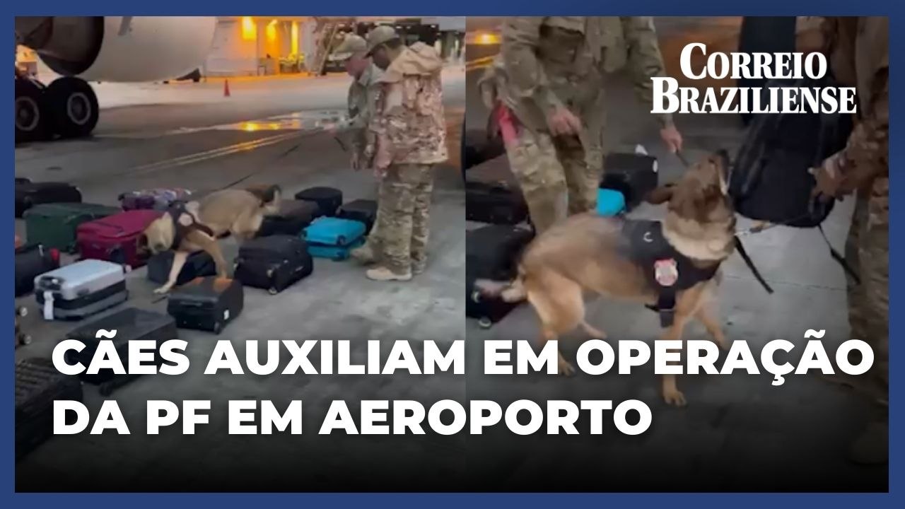 Prisão por tráfico de drogas em cápsulas no aparelho digestivo aumenta 251%; cães farejadores auxiliam no processo