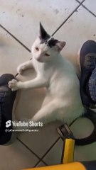 El gato pernanca jugando conmigo en la oficina me vino a visitar #shorts #animales #mascota #felino