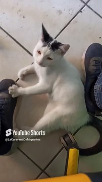 El gato pernanca jugando conmigo en la oficina me vino a visitar #shorts #animales #mascota #felino