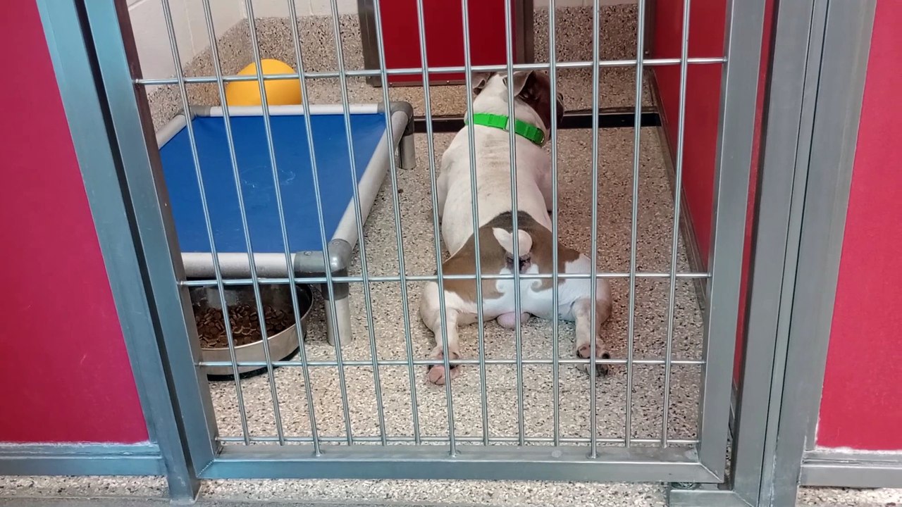 Hundo 4y A812699 kennel 57 pod 3 PACC shelter VID_20241020_164402078