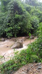 Nature| Jungle lovers| Namdapha National Park Arunachal Pradesh|