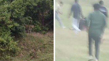 India: Personas sufren ataque de un leopardo en medio de un pic-nic