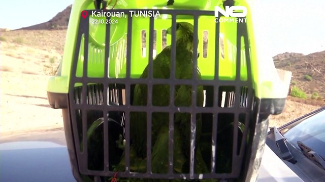 Aves libertadas na natureza