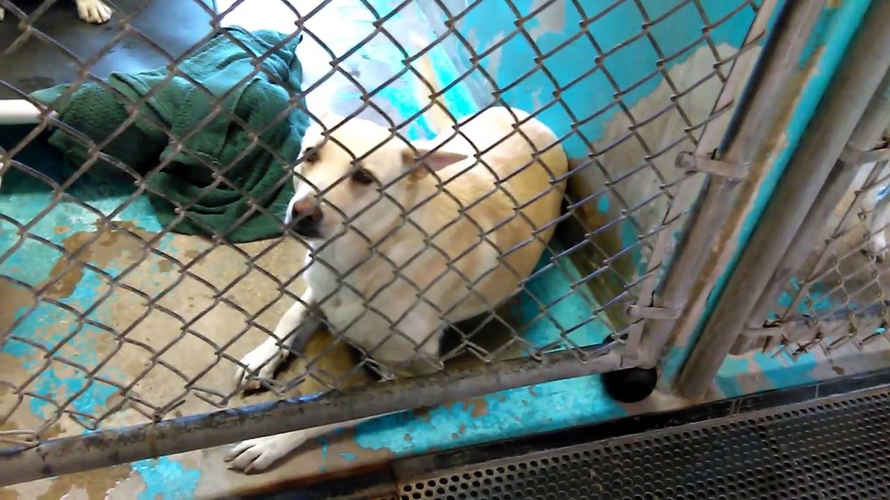 Old film❤️Lara 2y Pet Id 843387Adopted6-16-2017 Ellipse 2y Pet 841673Adopted5-31-2017❤️5-30-2017 10209169597065069