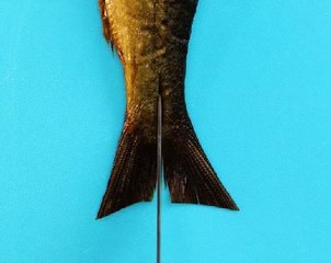 Easy tips to prepare your food for cooking!