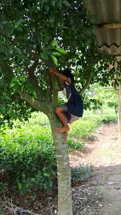 baby on tree