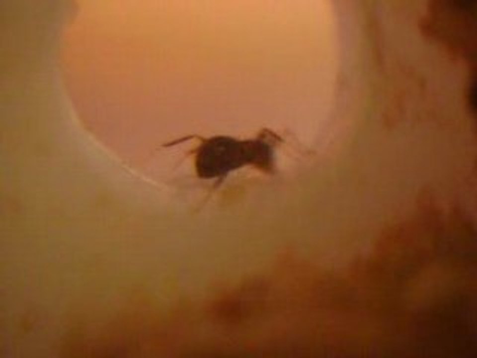 Fourmi a l entree du nid