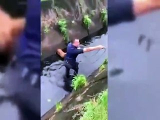 Cachorro é resgatado por GCM após cair no canal em Praia Grande; VÍDEO