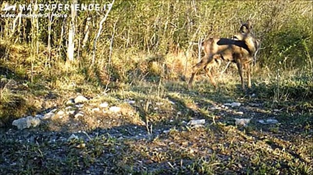 Gli animali d'Abruzzo nei giorni del Covid-19