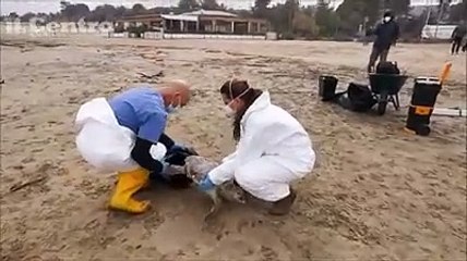 Delfino e tartaruga spiaggiati, le operazioni di recupero