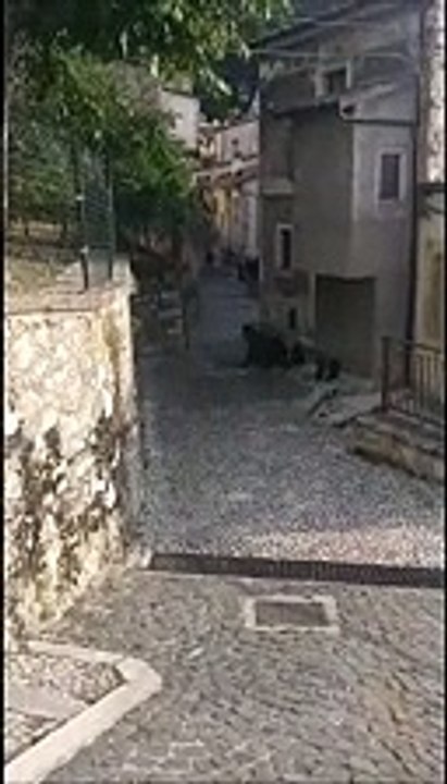 L'entusiasmo per mamma orsa e i quattro cuccioli in pieno giorno in paese