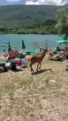 Cervo tra i bagnanti a Barrea