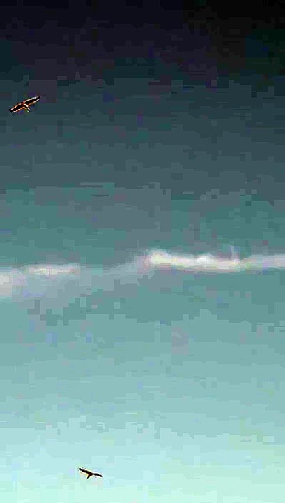 Il volo delle cicogne bianche, e per dormire scelgono le torri dello stadio