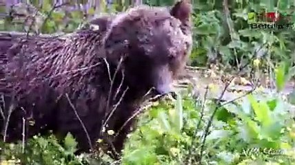 Incontri sorprendenti nel Parco d'Abruzzo