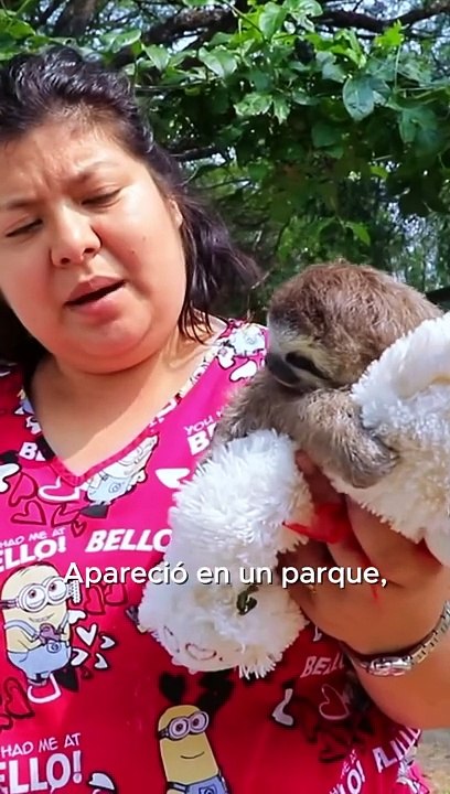 Perezoso Bebe