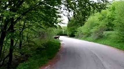 Il ritorno dell'orso sul Gran Sasso